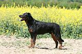 BEAUCERON 926